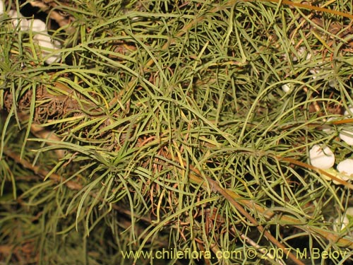 Imágen de Calceolaria alba (). Haga un clic para aumentar parte de imágen.