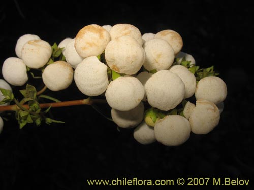 Calceolaria alba의 사진