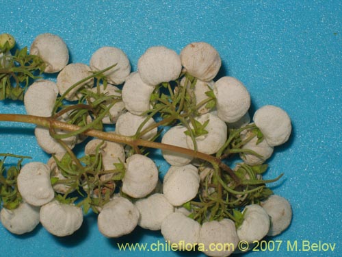 Image of Calceolaria alba (). Click to enlarge parts of image.