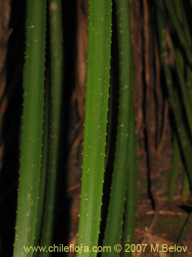 Bild von Ochagavia carnea (Cardoncillo). Klicken Sie, um den Ausschnitt zu vergrössern.