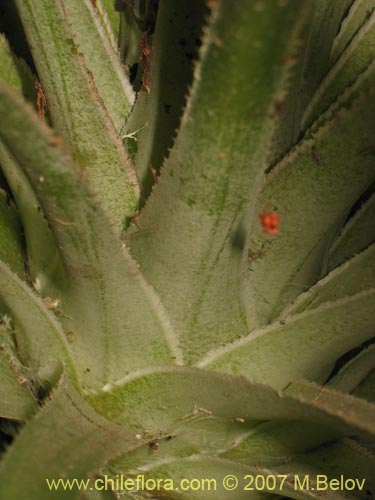 Фотография Ochagavia carnea (Cardoncillo). Щелкните, чтобы увеличить вырез.