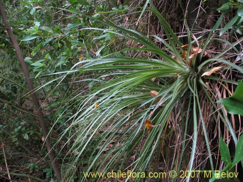 Фотография Ochagavia carnea (Cardoncillo). Щелкните, чтобы увеличить вырез.