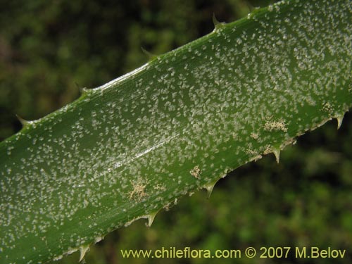 Фотография Ochagavia carnea (Cardoncillo). Щелкните, чтобы увеличить вырез.