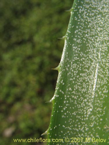 Фотография Ochagavia carnea (Cardoncillo). Щелкните, чтобы увеличить вырез.