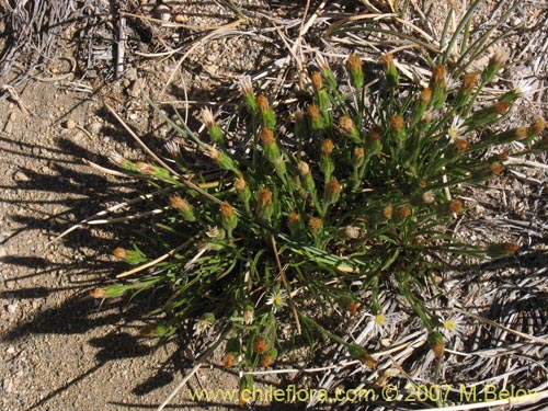 Фотография Asteraceae sp. #Z 6439 (). Щелкните, чтобы увеличить вырез.