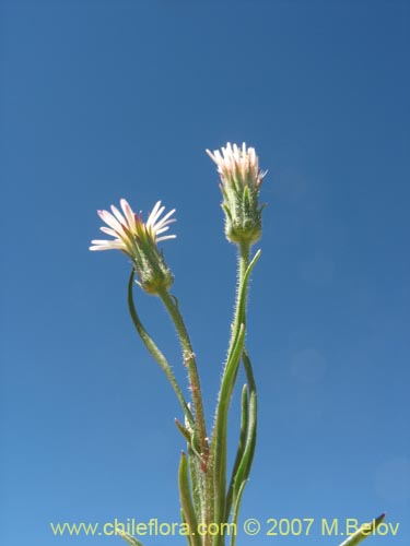 Asteraceae sp. #Z 6439의 사진