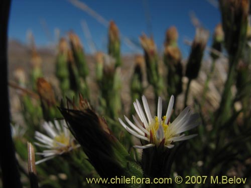 Asteraceae sp. #Z 6439의 사진