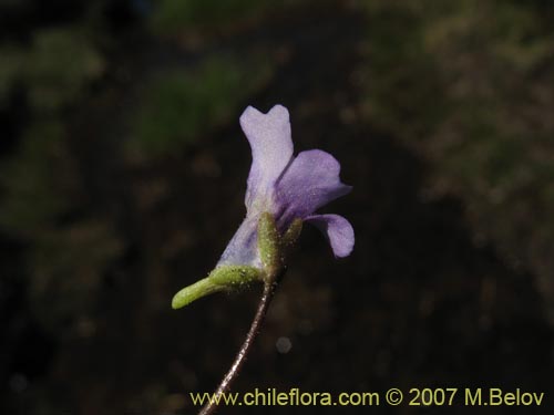 Pinguicula chilensis的照片