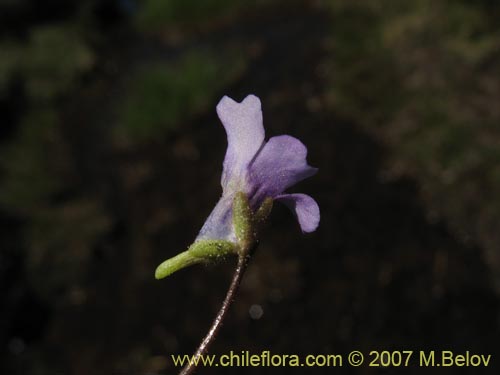 Bild von Pinguicula chilensis (). Klicken Sie, um den Ausschnitt zu vergrössern.