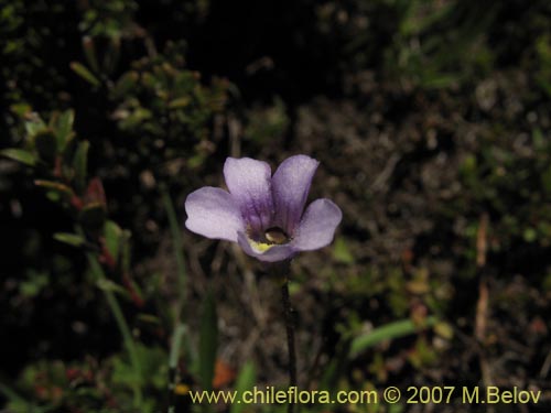 Image of Pinguicula chilensis (). Click to enlarge parts of image.