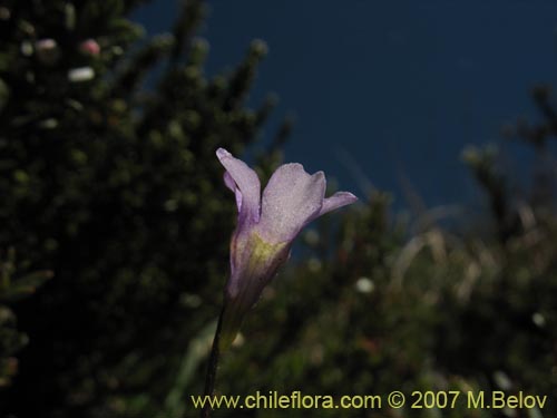 Фотография Pinguicula chilensis (). Щелкните, чтобы увеличить вырез.