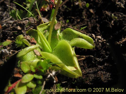 Pinguicula chilensisの写真