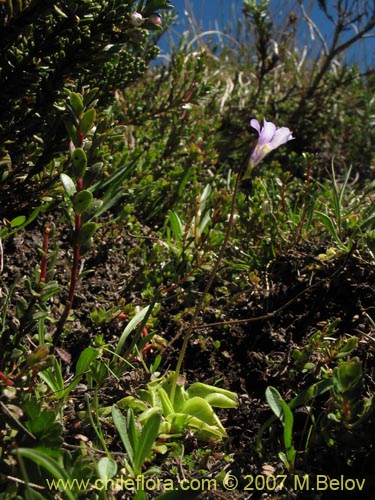 Bild von Pinguicula chilensis (). Klicken Sie, um den Ausschnitt zu vergrössern.