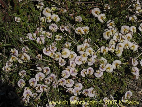 Imágen de Adesmia parvifolia (). Haga un clic para aumentar parte de imágen.