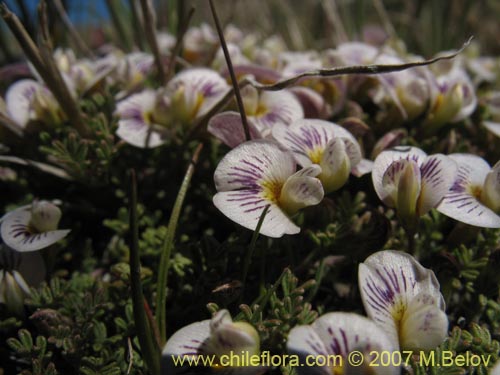 Imágen de Adesmia parvifolia (). Haga un clic para aumentar parte de imágen.