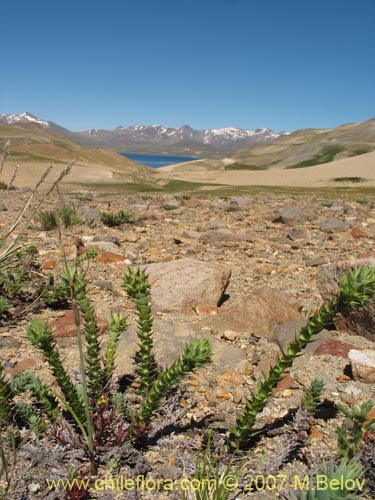 Imágen de Nassauvia sprengelioides (). Haga un clic para aumentar parte de imágen.