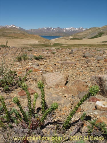 Imágen de Nassauvia sprengelioides (). Haga un clic para aumentar parte de imágen.