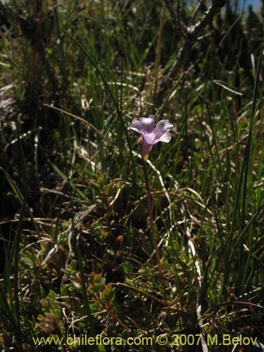 Image of Pinguicula chilensis (). Click to enlarge parts of image.