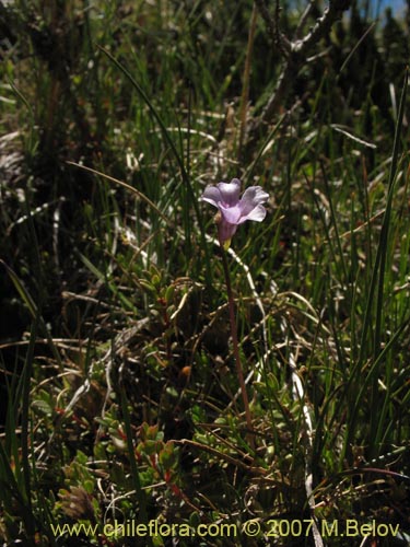 Pinguicula chilensis的照片