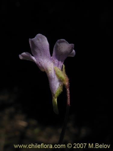 Pinguicula chilensisの写真