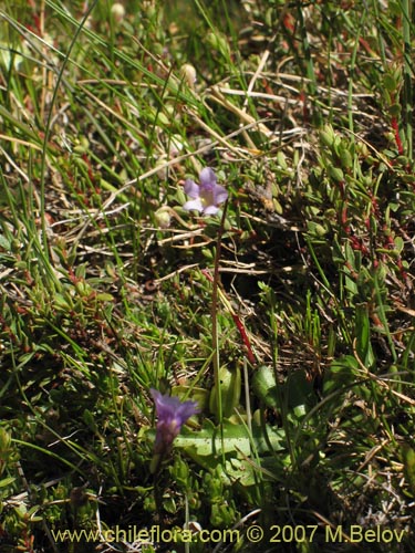 Image of Pinguicula chilensis (). Click to enlarge parts of image.