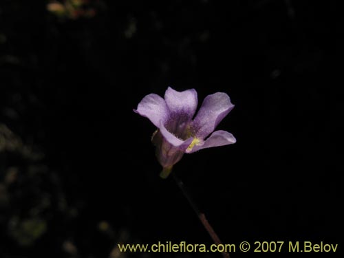 Bild von Pinguicula chilensis (). Klicken Sie, um den Ausschnitt zu vergrössern.