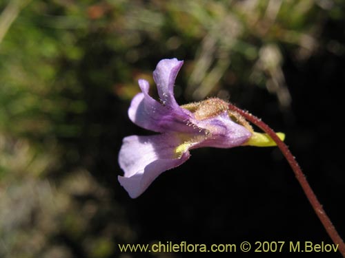 Bild von Pinguicula chilensis (). Klicken Sie, um den Ausschnitt zu vergrössern.