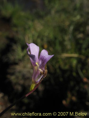 Image of Pinguicula chilensis (). Click to enlarge parts of image.