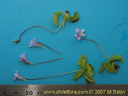 Imágen de Pinguicula chilensis (). Haga un clic para aumentar parte de imágen.