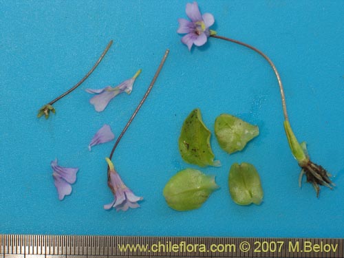 Imágen de Pinguicula chilensis (). Haga un clic para aumentar parte de imágen.