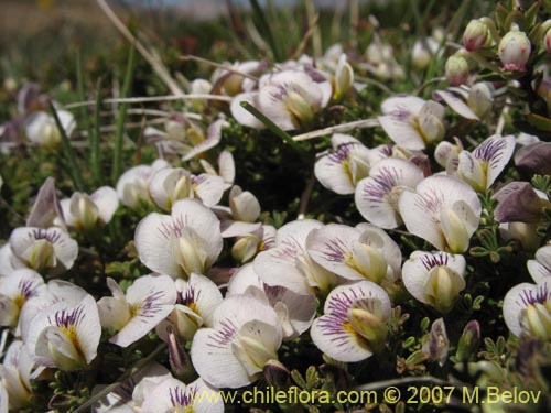 Bild von Adesmia parvifolia (). Klicken Sie, um den Ausschnitt zu vergrössern.