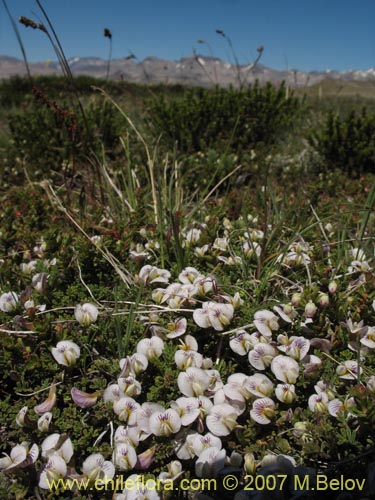 Imágen de Adesmia parvifolia (). Haga un clic para aumentar parte de imágen.