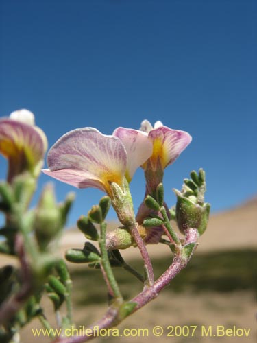Фотография Adesmia parvifolia (). Щелкните, чтобы увеличить вырез.
