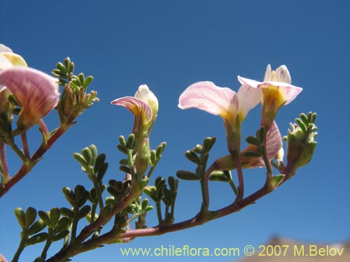 Imágen de Adesmia parvifolia (). Haga un clic para aumentar parte de imágen.