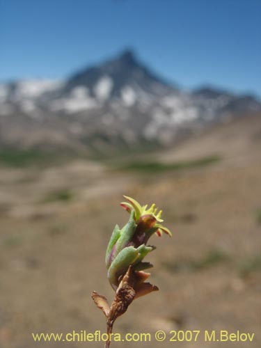 Chaetanthera euphrasioides의 사진