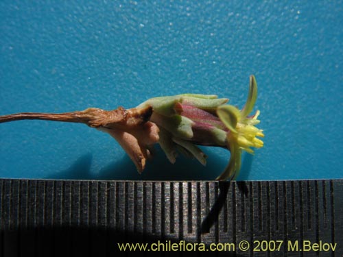 Chaetanthera euphrasioides的照片