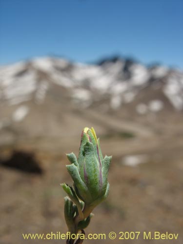 Chaetanthera euphrasioides의 사진