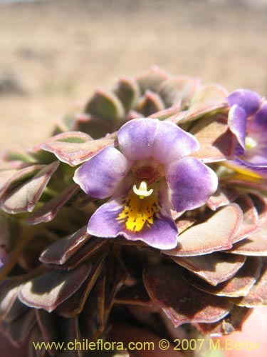 Viola atropurpurea的照片
