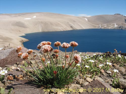 Фотография Armeria maritima (Armeria). Щелкните, чтобы увеличить вырез.