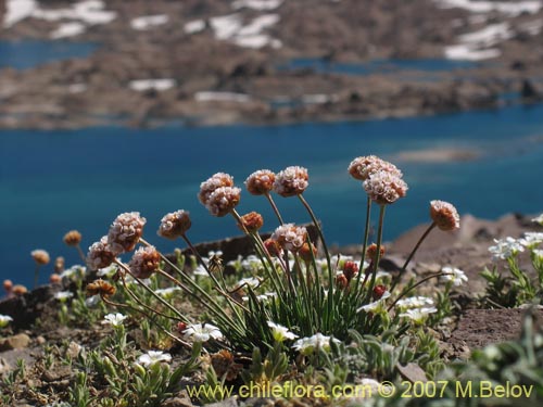 Bild von Armeria maritima (Armeria). Klicken Sie, um den Ausschnitt zu vergrössern.