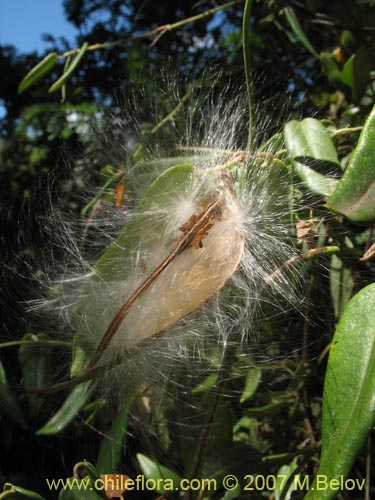 Image of Diplolepsis menziesii (Voqui amarillo / Voquicillo). Click to enlarge parts of image.