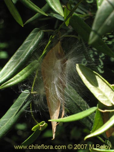 Image of Diplolepsis menziesii (Voqui amarillo / Voquicillo). Click to enlarge parts of image.