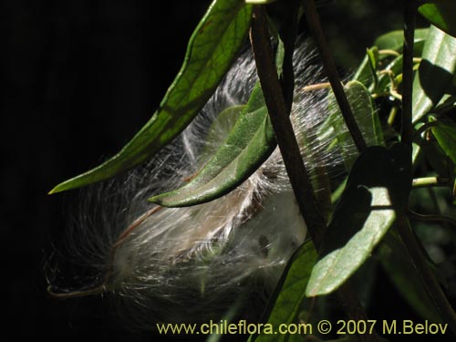 Imágen de Diplolepsis menziesii (Voqui amarillo / Voquicillo). Haga un clic para aumentar parte de imágen.
