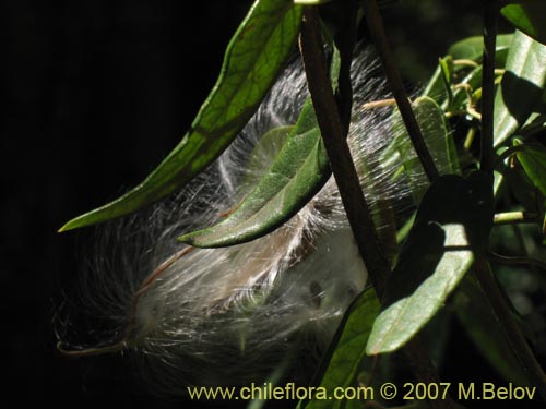 Image of Diplolepsis menziesii (Voqui amarillo / Voquicillo). Click to enlarge parts of image.