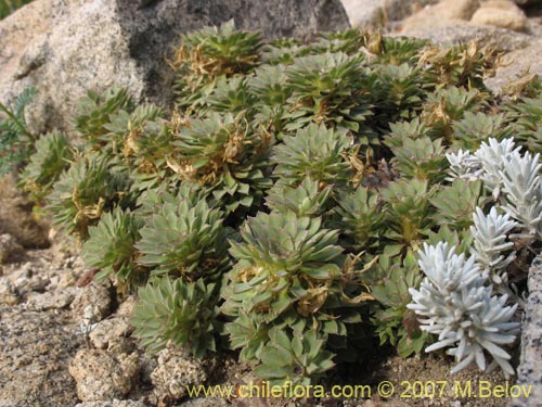 Image of Viola sp. #1702 (). Click to enlarge parts of image.