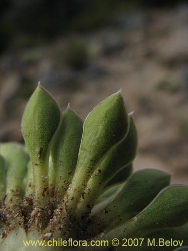 Image of Viola sp. #1702 (). Click to enlarge parts of image.