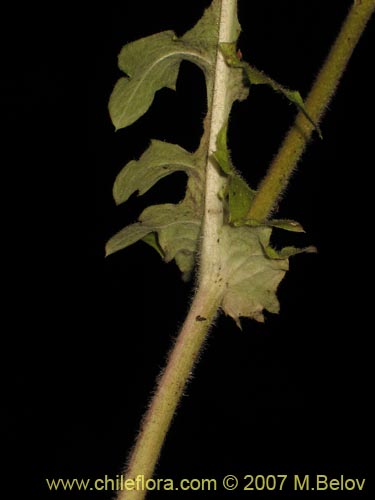 Image of Perezia nutans (). Click to enlarge parts of image.