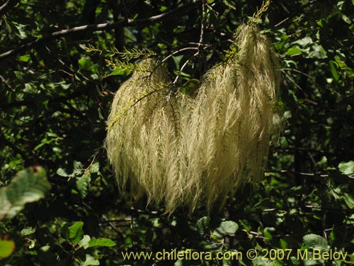 Imágen de Misodendrum linearifolium var. linearifolium (). Haga un clic para aumentar parte de imágen.