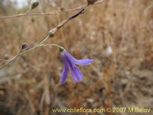 Image of Conanthera campanulata (). Click to enlarge parts of image.