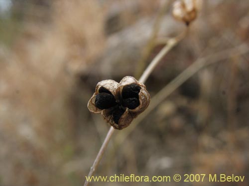 Conanthera campanulata의 사진